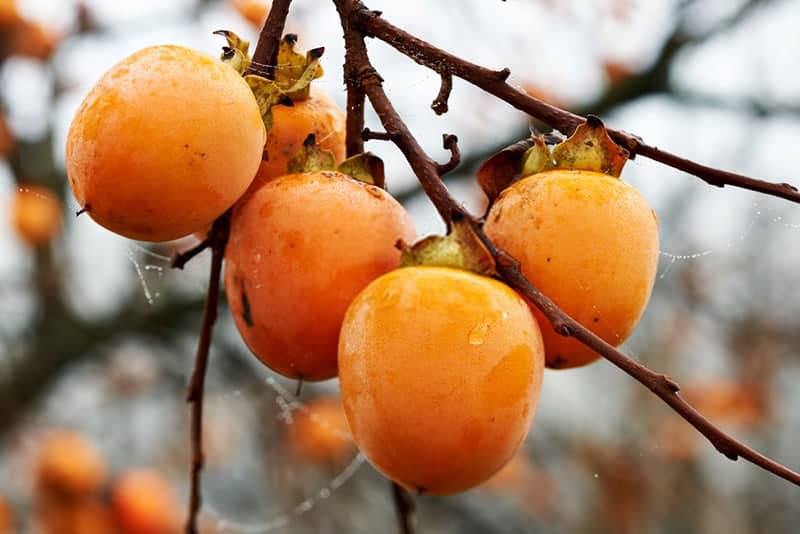 best-ways-to-eat-persimmons
