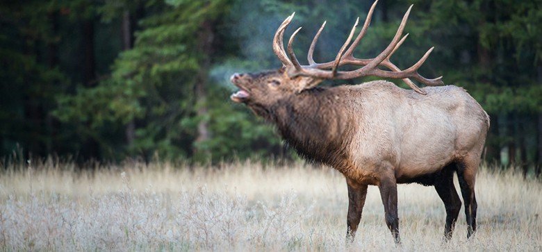 What Does Elk Taste Like? Does Elk Taste Good?