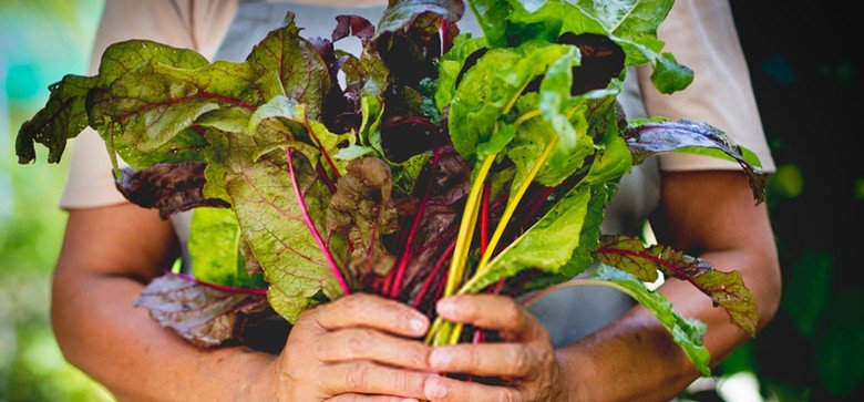 what-does-swiss-chard-taste-like