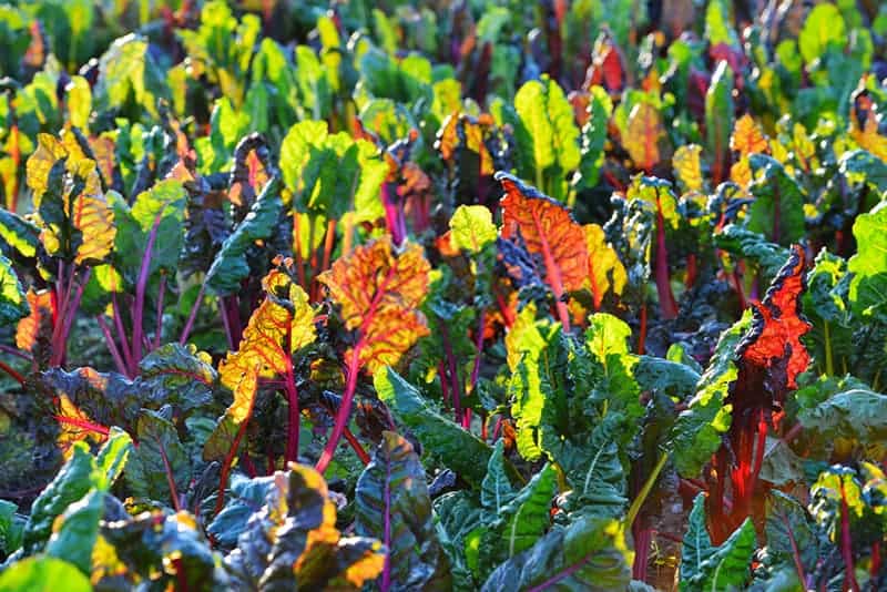 what-is-swiss-chard