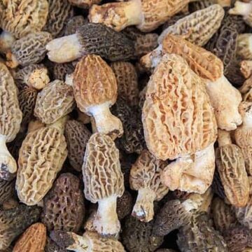 what do morel mushrooms taste like