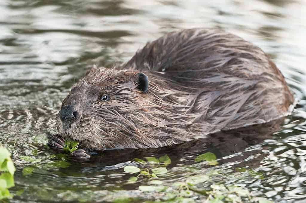 What Does Beaver Taste Like? Does Beaver Taste Good? | EatDelights