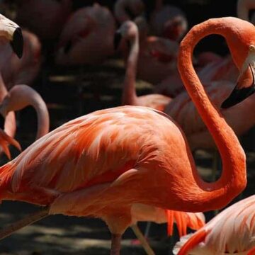 what does flamingo taste like