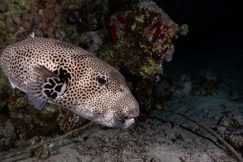 what-is-fugu