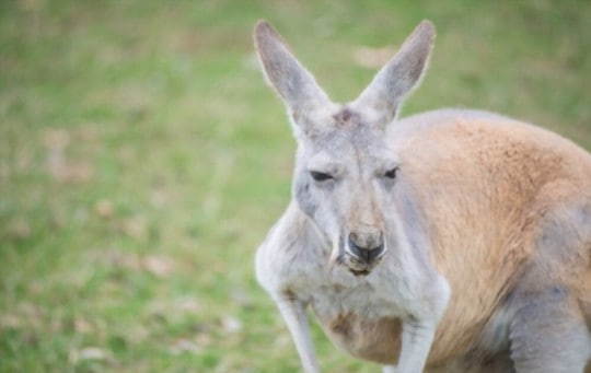 can you eat kangaroo raw