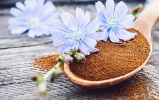 chicory coffee side effects
