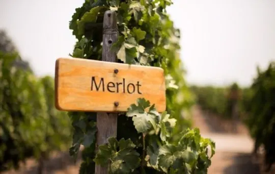 climate and terroir for merlot