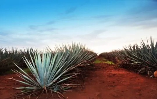 health and nutritional benefits of agave