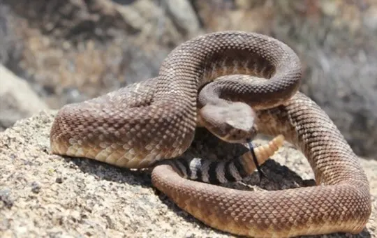 health and nutritional benefits of rattlesnake meat
