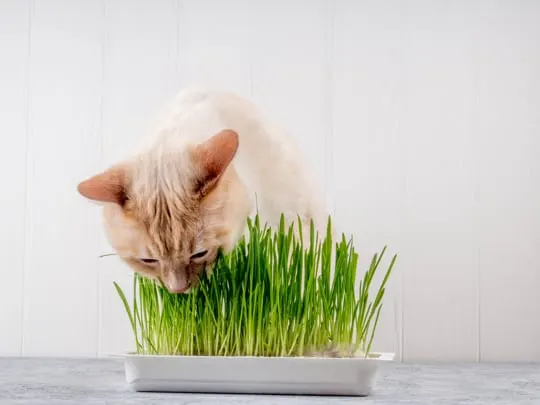 how long does cat grass last