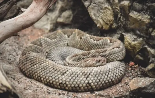 how to prepare and cook rattlesnake
