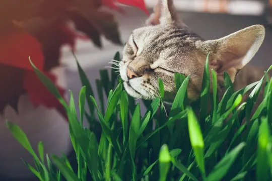 how to store cat grass
