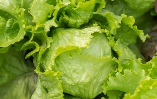 how to store lettuce