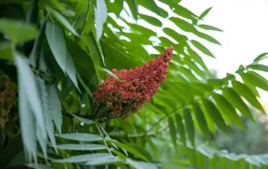 origins of sumac where does sumac come from