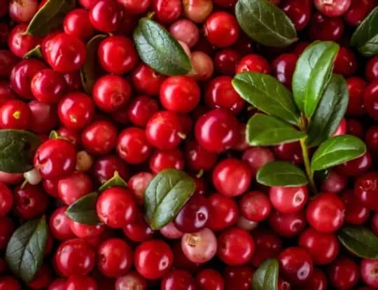 what do lingonberries taste like