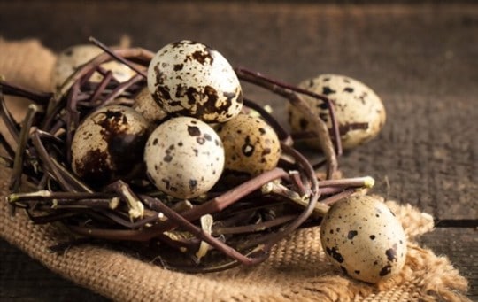 what do quail eggs taste like