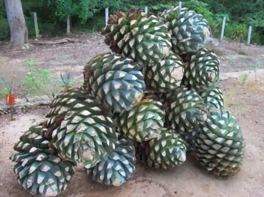 what does agave fruit taste like