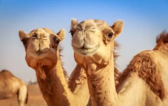What Does Camel Taste Like? Does Camel Meat Taste Good?