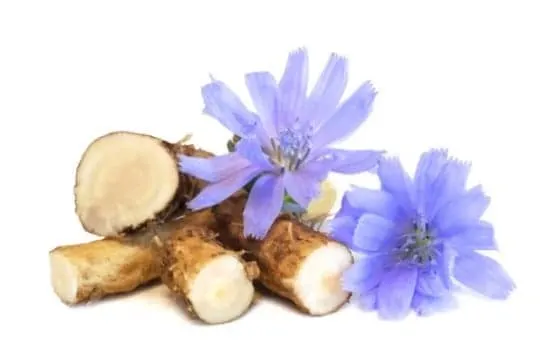 What Does Chicory Taste Like? Does Chicory Taste Good?