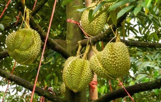 What Does Durian Fruit Taste Like? Does Durian Fruit Taste Good?
