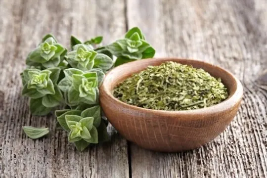 what does oregano look like