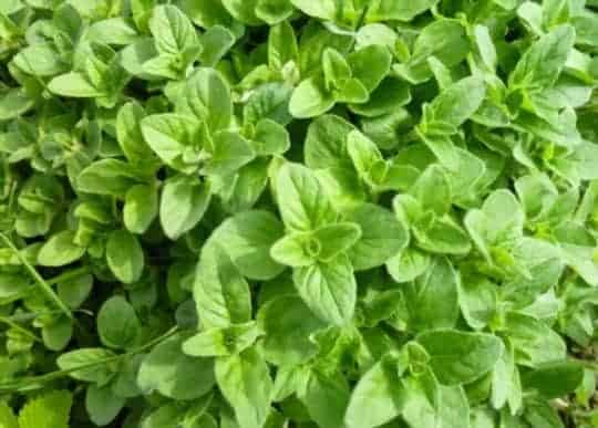What Does Oregano Taste Like? Does Oregano Taste Good?