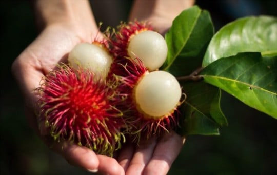 what does rambutan smell like