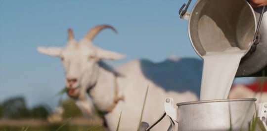 what is goat milk