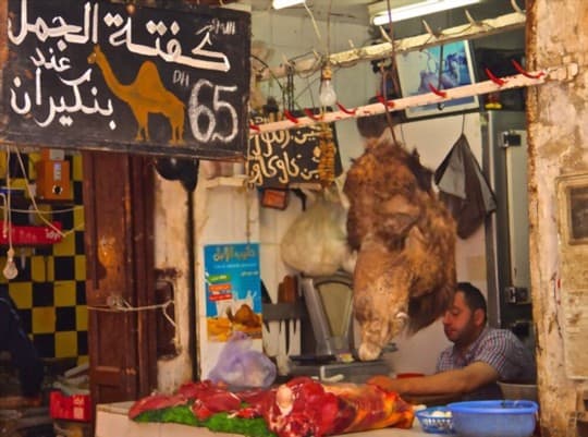 where to buy camel meat