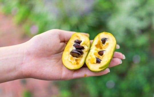 where to find and buy pawpaw fruit