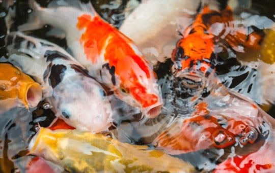 are koi fish expensive