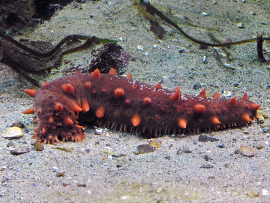 are sea cucumbers good to eat