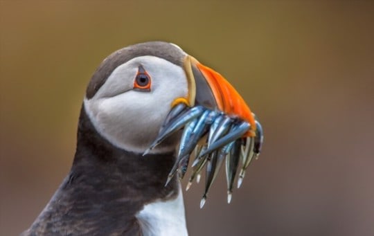 can you eat puffin