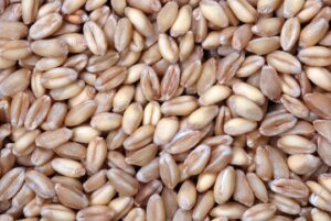 do wheat berries go bad