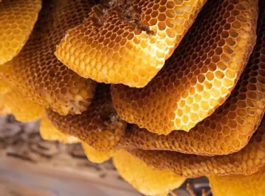 eating frozen honeycomb