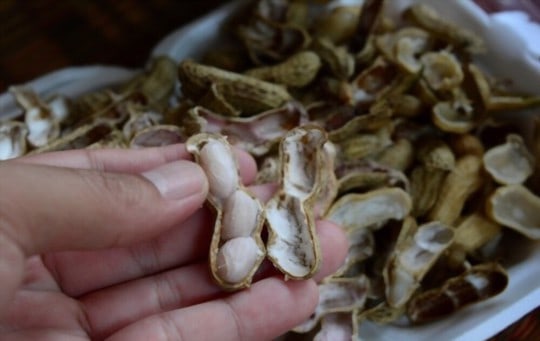 how long do boiled peanuts last
