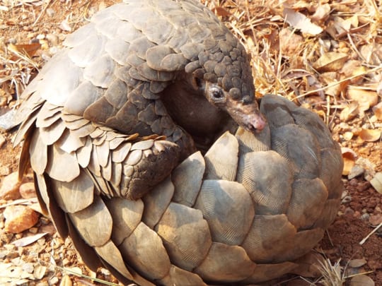 how much does a pangolin cost