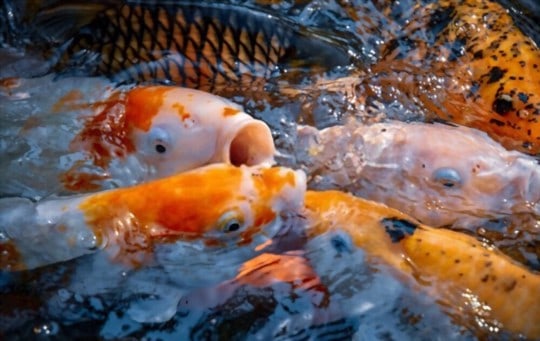 how to cook koi fish