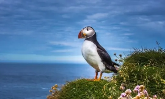 how to cook puffin