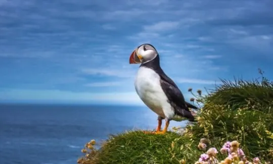 What Does Puffin Taste Like? Does Puffin Meat Taste Good? | Eat Delights