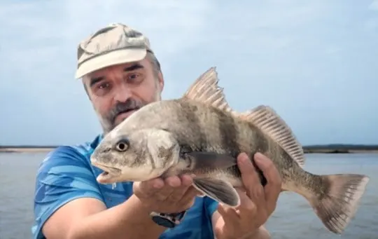 how to store black drum