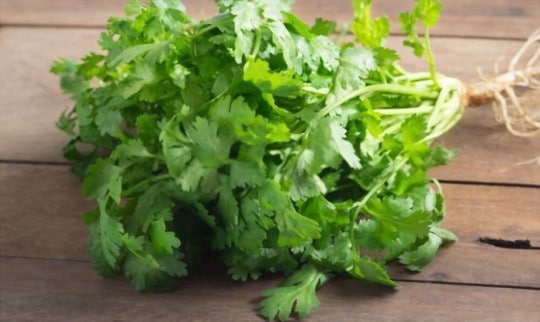 how to use cilantro