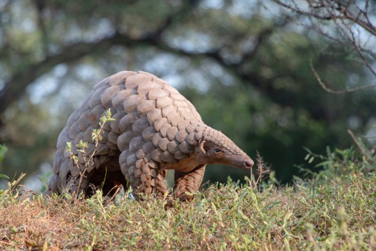 is eating pangolin illegal