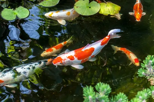 is it illegal to eat koi fish