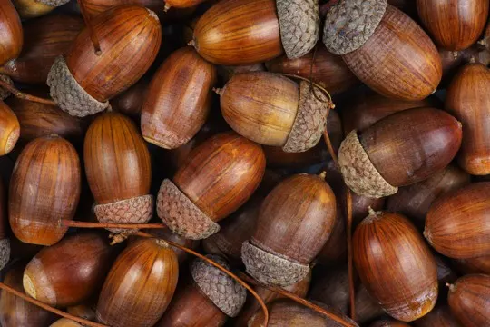 nutritional benefits of acorns