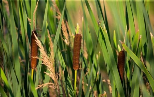 What Do Cattails Taste Like? Do Cattails Taste Good? | Eat Delights