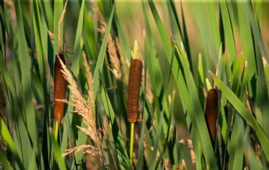 nutritional benefits of cattails