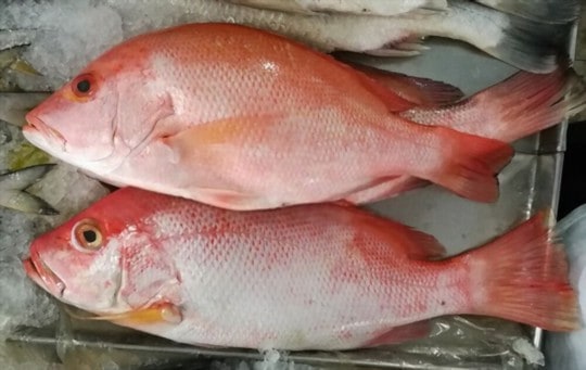 red snapper vs white fish