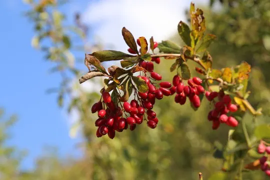 what are barberries