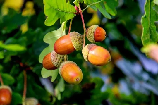 What Do Acorns Taste Like? Do Acorns Taste Good?